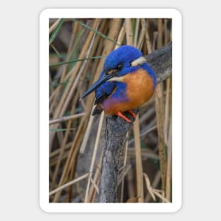 Azure kingfisher 06 Sticker